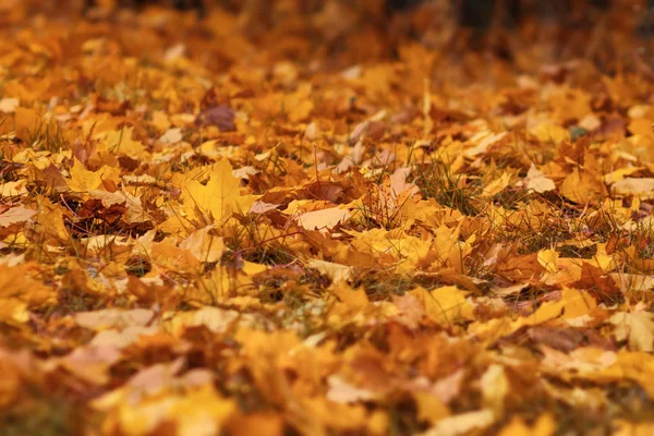 Outono Caído Folhas Chão Floresta Fundo Pitoresco Sazonal — Fotografia de Stock