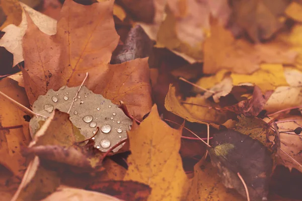 Hojas Caídas Con Gotas Lluvia Otoño Fondo Brumoso Estacional Tonos —  Fotos de Stock