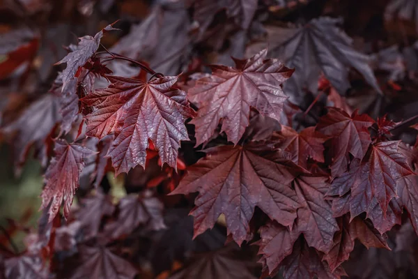 Crimson Király Maple Leafage Közeli — Stock Fotó