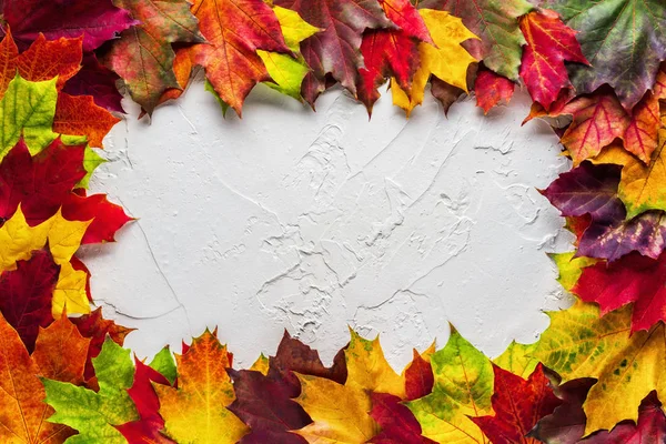 白い石膏表面に様々な色の鮮やかな秋のカエデの葉で作られた創造的なレイアウト デザイン テンプレート トップビュー フラットレイ コピースペース — ストック写真