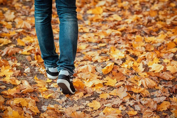 Mannelijke Benen Blauwe Jeans Sneakers Lopen Uit Verte Het Herfst — Stockfoto