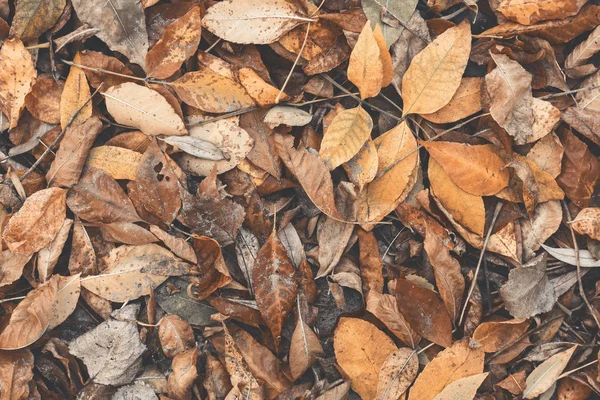 Tekstura Suchej Jesieni Opadłych Liści Sezonowe Tło Widok Góry Płaski — Zdjęcie stockowe