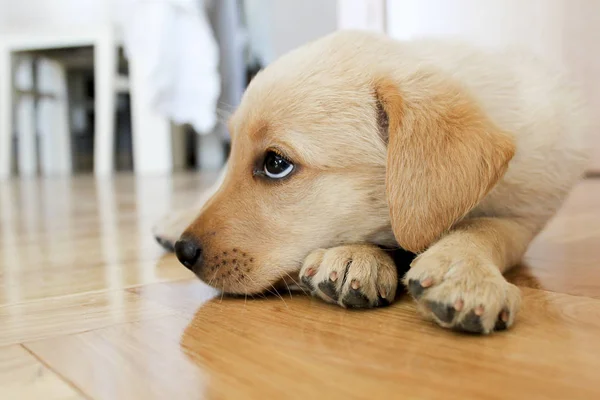 Aburrido Golden Retriever Cachorro Perro Tumbó Suelo Madera — Foto de Stock