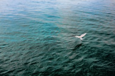 mavi ve yeşil deniz hareket avcılık bulanık beyaz martı