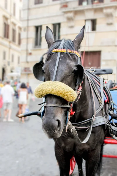 Tranquillo Cavallo Una Carrozza Con Imbracatura Nelle Strade Una Città Foto Stock