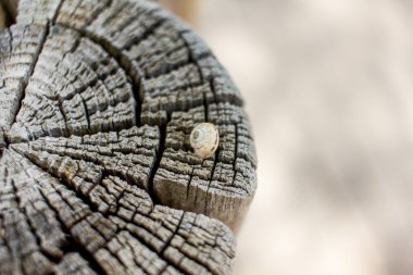 bir salyangoz arka plan bulanık ile eski bir kesim gövde üzerinde bir kabuk yakın çekim