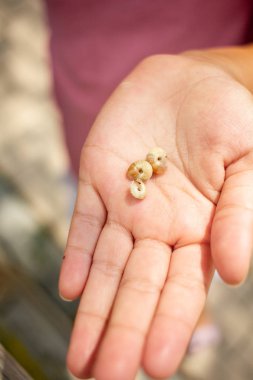 Üç küçük salyangoz bahçede güneşli bir günde tutan çocuk el yakın çekim