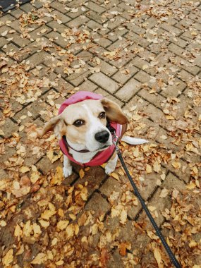 Beagle köpek ile sonbaharda caddeden aşağı yürüyordum pembe ceket