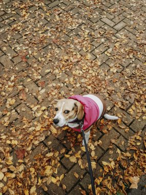 Beagle köpek ile sonbaharda caddeden aşağı yürüyordum pembe ceket