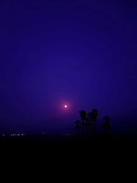 Paysage Nocturne Sur Plage Avec Lune Silhouette Quelques Palmiers Ciel — Photo