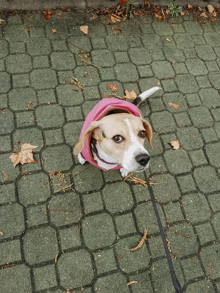 Beagle Dog Pink Coat Taking Walk Street Autumn — Stock Photo, Image