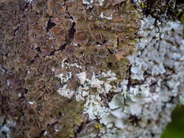 liken ve moss doku arka plan