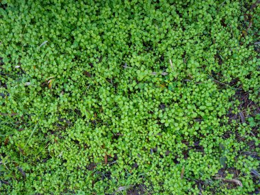 küçük yeşil bitkiler arka plan doku