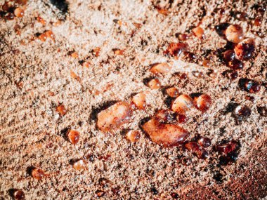 güneşli bir günde sap reçine damla bir ağaç gövdesi üzerinde kapat