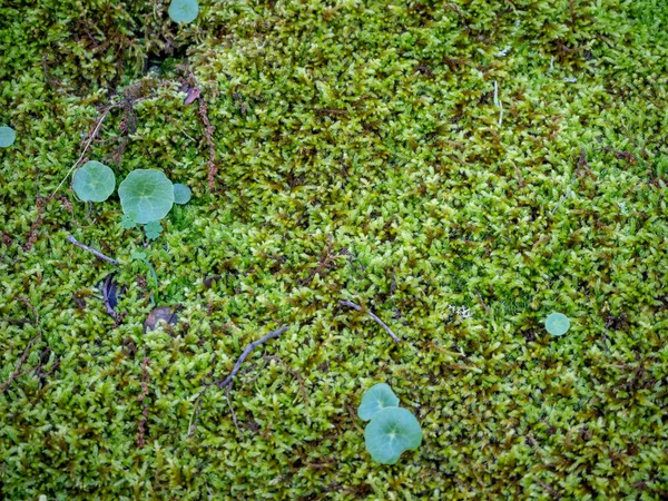 moss texture background with little plants and rock texture
