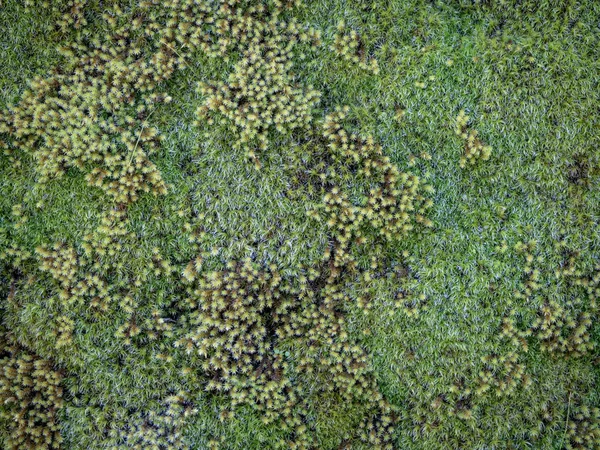 Mousse Verte Lichen Texture Fond — Photo