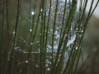 bir örümcek ağı üzerinde doğal bir bitki yaprakları çiğ damlaları ile yakın çekim