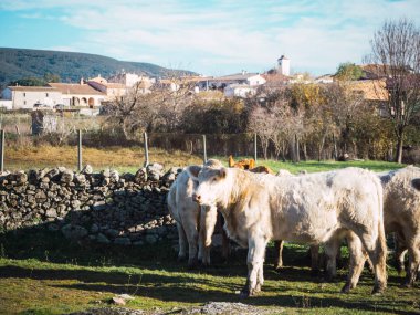 Toledo, İspanya rustik bir köyde otlayan inekler