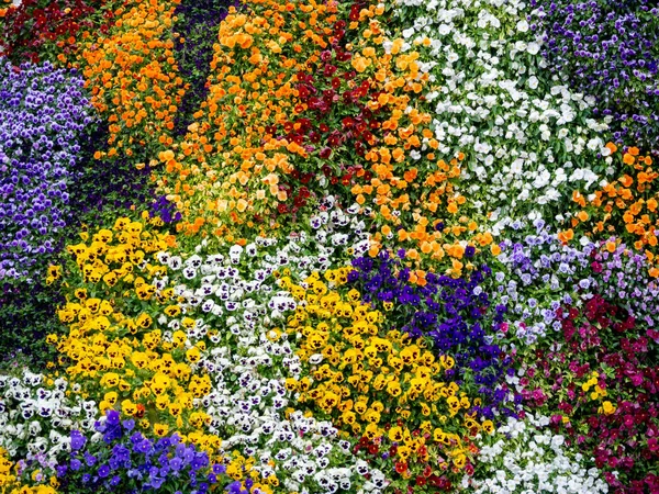 Hintergrund und Textur der bunten Blumen — Stockfoto