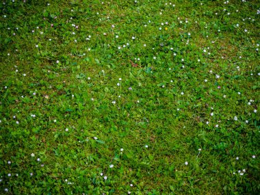 doku ve küçük çiçeklerile çim arka plan