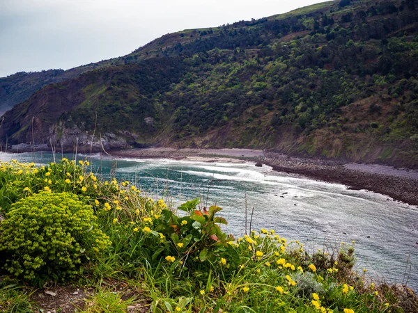 Çiçek ve yeşil çim ile bir plaj manzara — Stok fotoğraf
