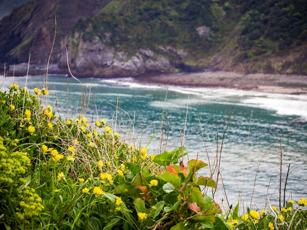Arkasında montaj ve çiçekler ve yeşil çim ile bir plaj manzara — Stok fotoğraf