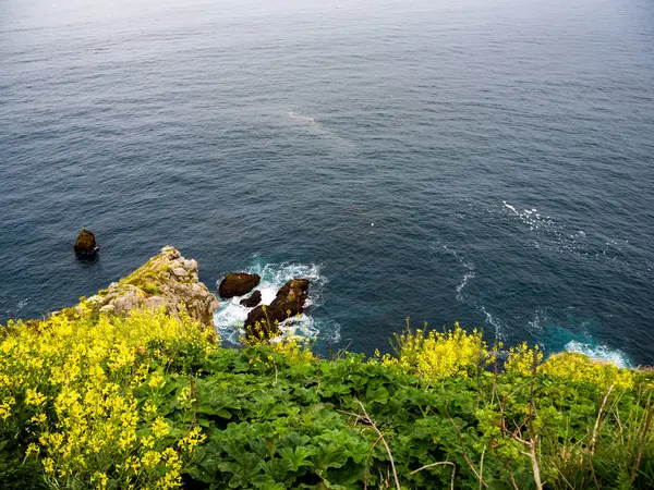 Baharda yeşil ot ve çiçekler ile kayaların uçurum — Stok fotoğraf