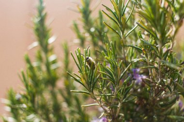 baharda mor bir çiçek üzerinde bir arı