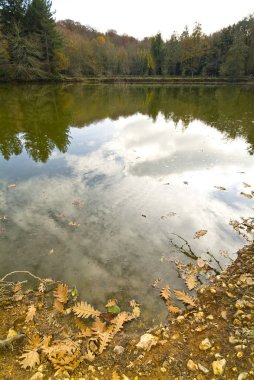 Sonbahar sezonu Umbra ormandaki Gargano, Apulia, İtalya