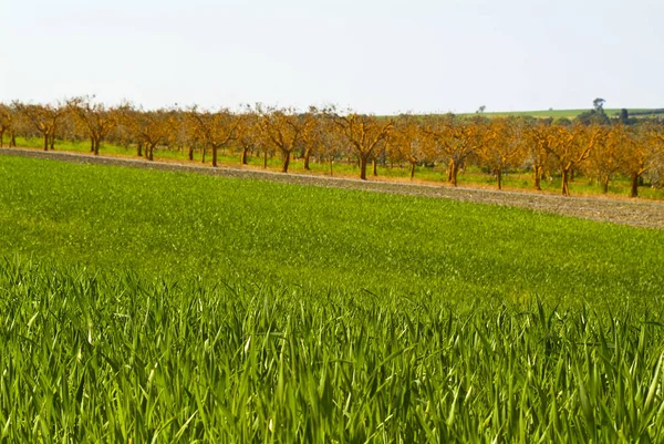 Pola Pszenicy Pomarańczowy Gaj Oliwny Apulia Włochy — Zdjęcie stockowe