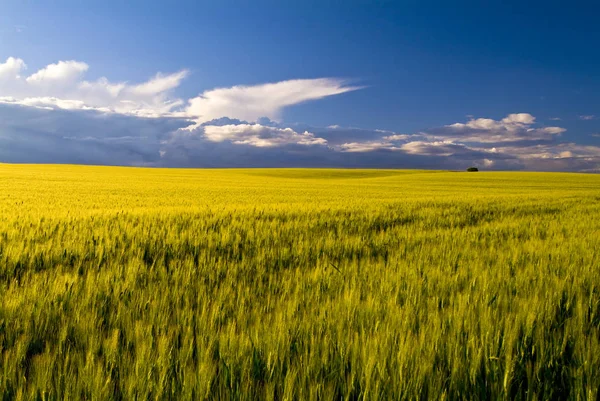 Buğday Alan Bahar Apulia Talya — Stok fotoğraf