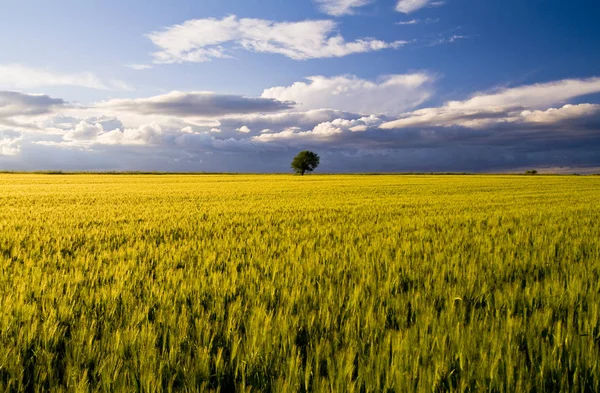 Weizenfelder Frühling Apulien Italien — Stockfoto