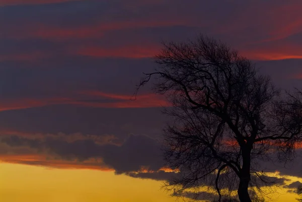 Einsamer Baum Bei Sonnenuntergang Mit Roten Wolken Himmel Apulien Italien — Stockfoto