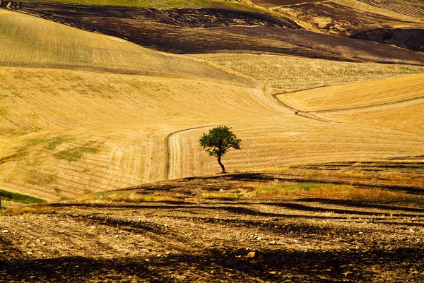 Eenzame Boom Onder Stoppels Apulië Italië — Stockfoto