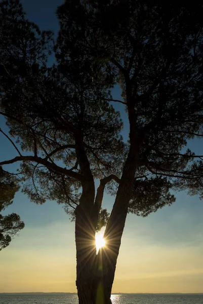 Puesta de sol con árbol en el lago de Garda, Italia — Foto de Stock