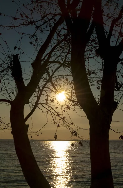 Puesta de sol con árbol en el lago de Garda, Italia — Foto de Stock