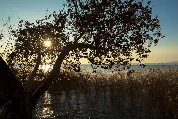 Pôr do sol com árvore no Lago de Garda, Itália — Fotografia de Stock
