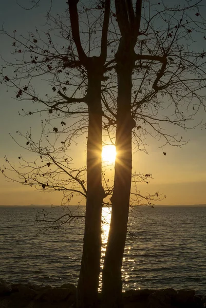 Puesta de sol con árbol en el lago de Garda, Lazise, Italia — Foto de Stock