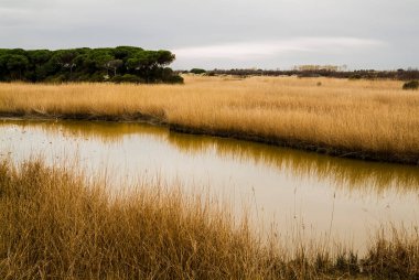 Barena, Po Delta Parkı, Ravenna