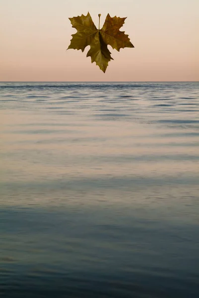 アドリア海の上の葉,ヴェネツィア. — ストック写真