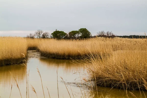 Barena en el Parque del Delta del Po, Ravenna — Foto de Stock