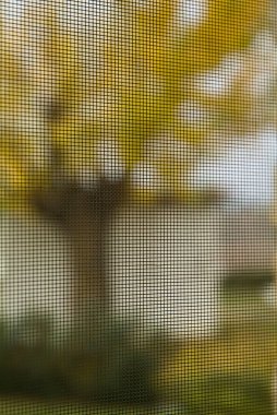 Mulberry tree seen through a mosquito net clipart