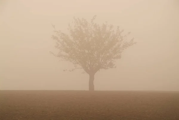 Egy magányos fa a téli ködben. — Stock Fotó