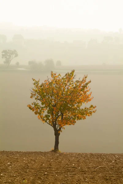 Pêssego árvore com folhas coloridas na temporada de outono — Fotografia de Stock