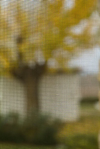 Mulberry tree seen through a mosquito net — Stock Photo, Image