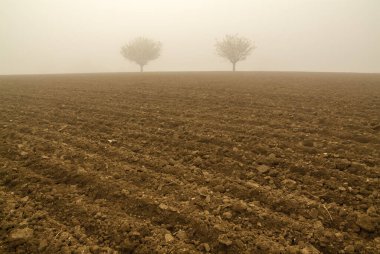 Kışın sisli iki yalnız ağaç.