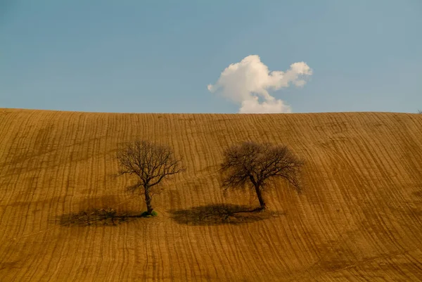 Dois carvalhos no meio dos campos arados — Fotografia de Stock