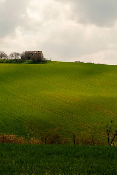 Uma casa de campo entre os campos de trigo em crescimento — Fotografia de Stock