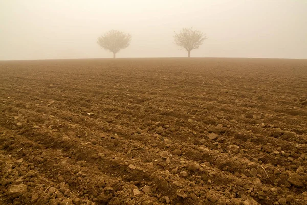 Duas árvores solitárias no nevoeiro de inverno — Fotografia de Stock