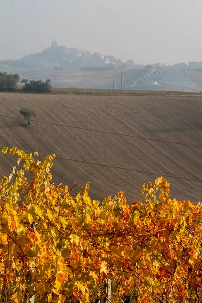 Őszi évszak, szőlőültetvények sárga és narancssárga színű levelekkel — Stock Fotó
